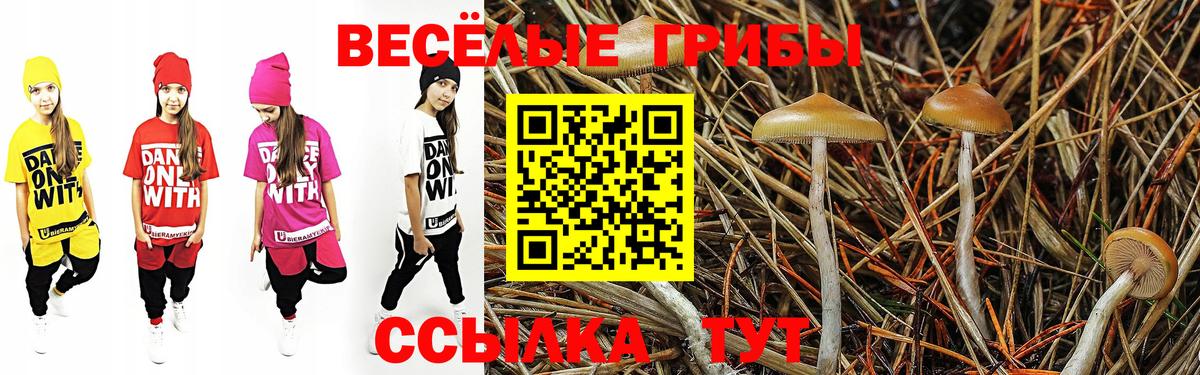 Галлюциногенные грибы Psilocybine cubensis Владикавказ